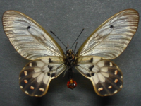 Adult Female Under of Clearwing Swallowtail - Cressida cressida cressida